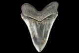 Fossil Megalodon Tooth - Serrated Blade #112130-2
